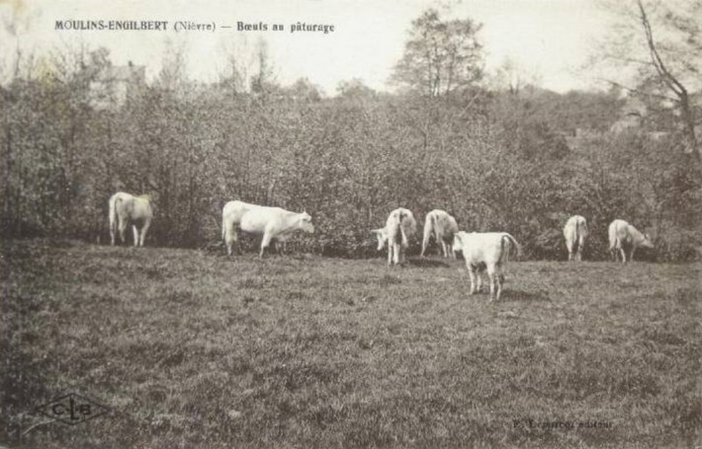 Moulins Engilbert_Boeufs au pâturage.jpg