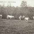 Moulins Engilbert Boeufs au pâturage