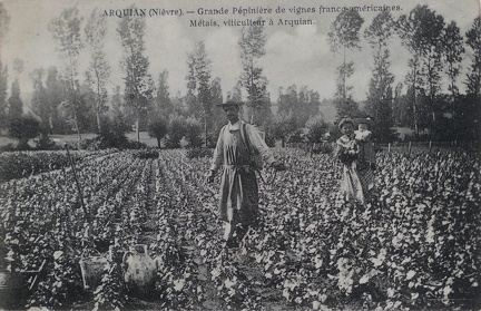 Arquian Grande pépinière de vignes franco-américaines